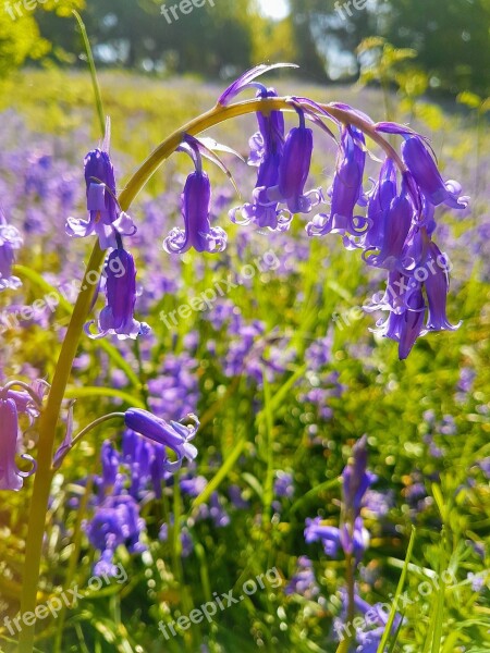 Bluebells Flower Nature Spring Woodland