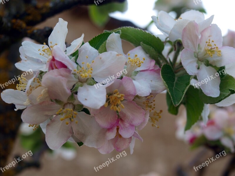 Flower Apple Tree Flowers Spring Flower Nature