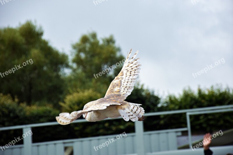 Owl Raptor Animal Plumage Bird Of Prey