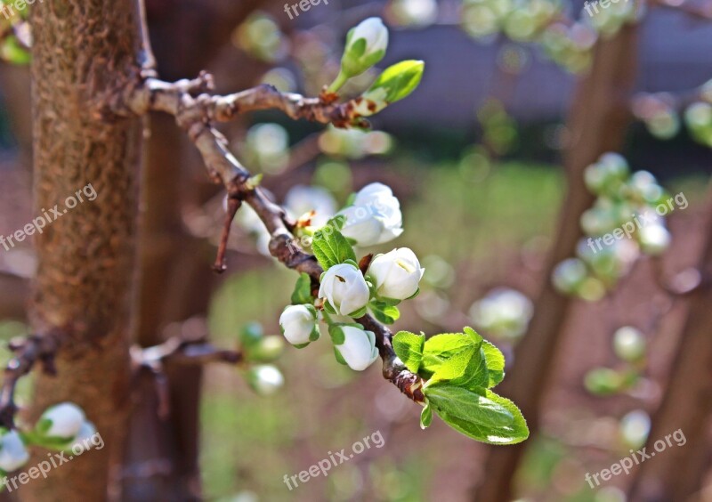 Flower Cherry March Fruit Pom