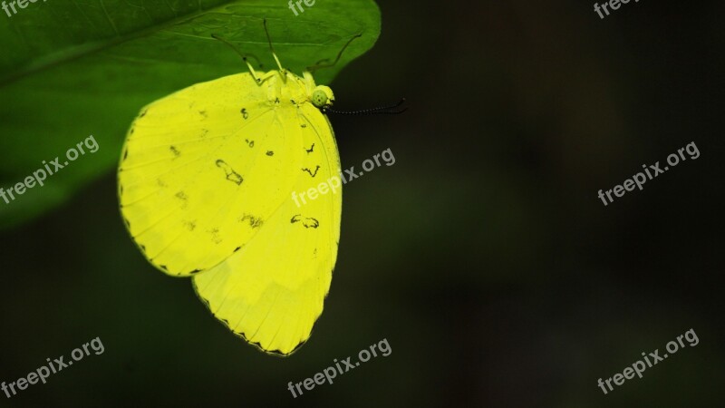 Butterfly Yellow Leaf Bright Nature