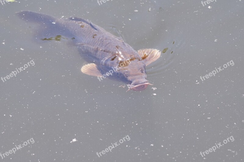 Carp Fish Koi Water Pond