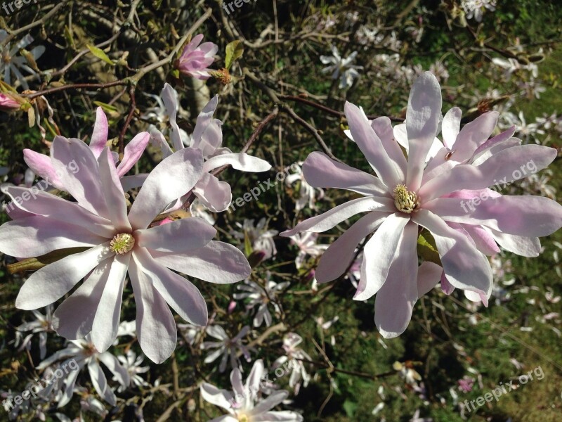 Tulip Tree Garden Blossom Sunshine Free Photos