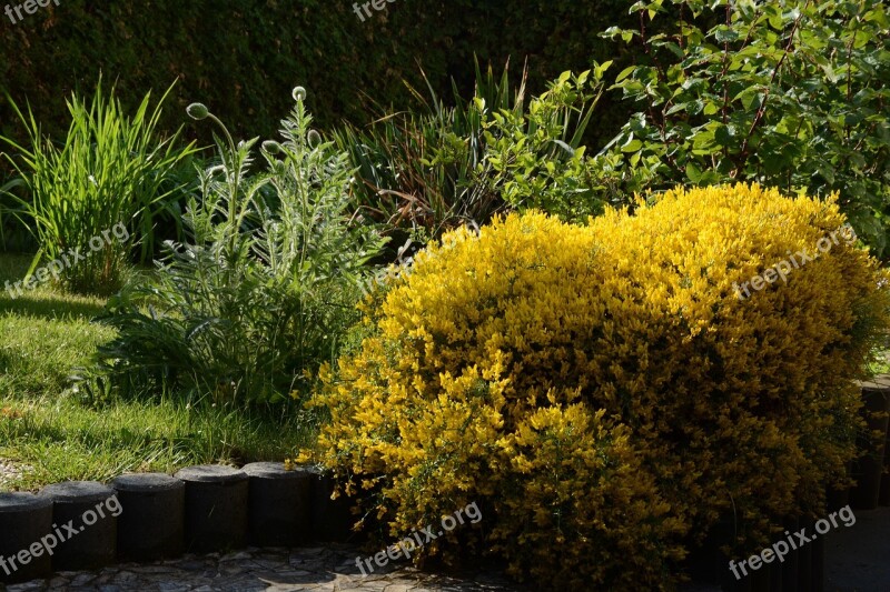 Bush Yellow Spring Flowering Shrub Nature