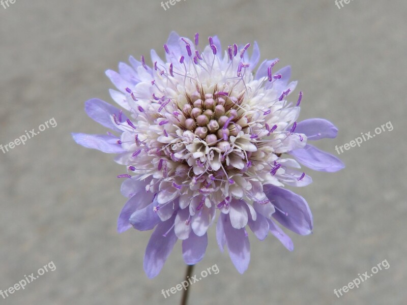 Wild Flower Scabiosa Pin Cushioning Flower Scabious Purple Flower