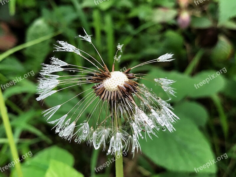 Forest Green Dandelion Nature Plant