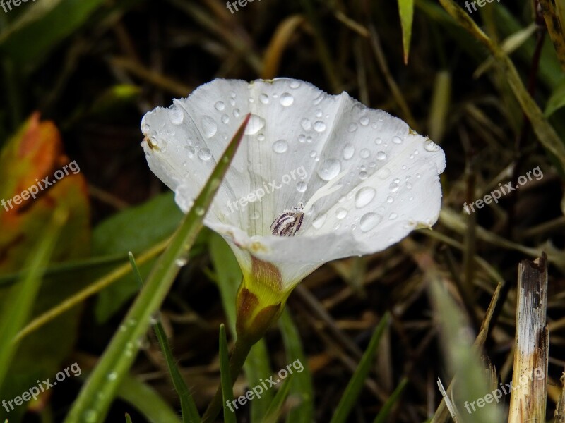 Flower Spring Nature Iran Tabriz2018