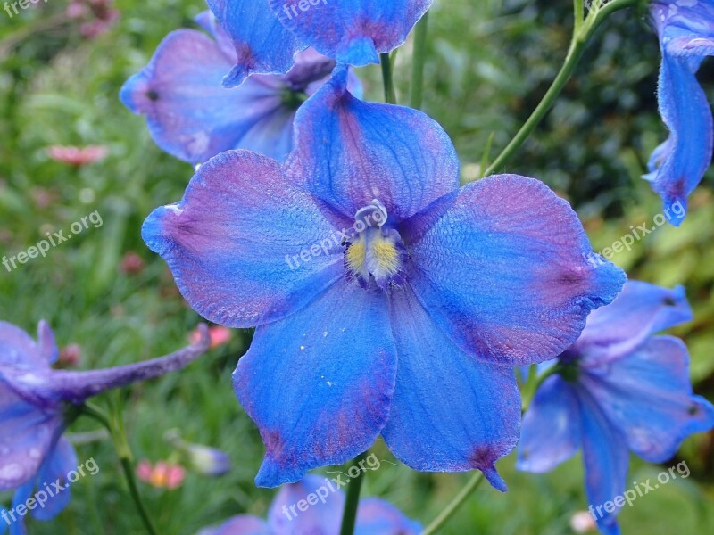 Flower Blue Nature Delphinium Summer