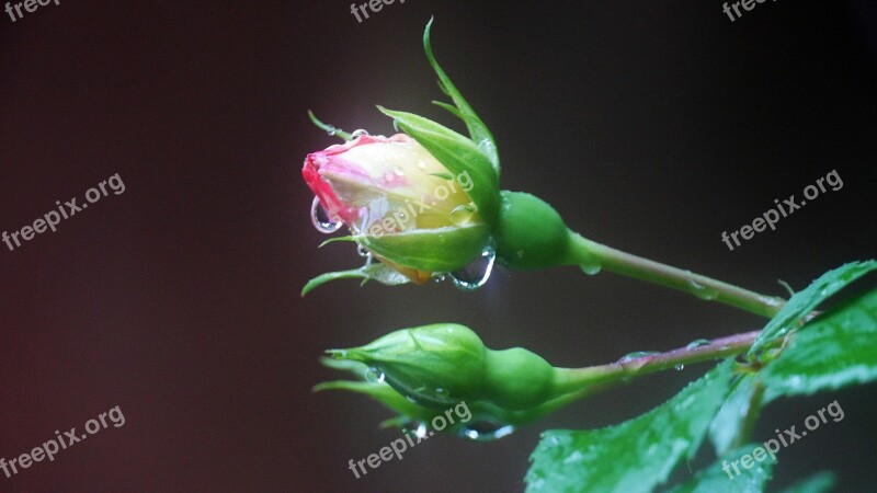 Rose A Rainy Day Shower Flower Garden Raindrops