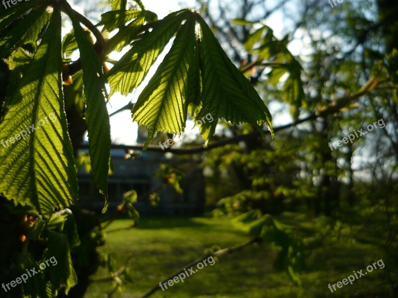 Green Spring Beautifull Sun Tree