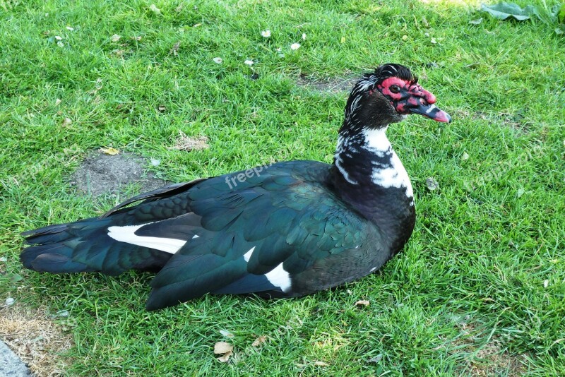 Black Duck Muscovy Duck Muscovy Black Duck Cairina Moschata Ducks