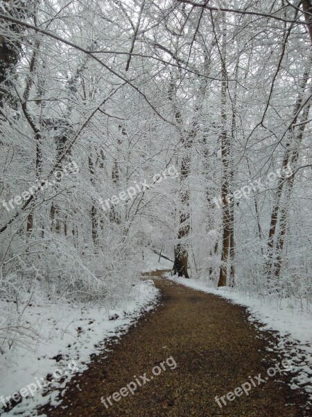 Frost Forest Wintry Winter Nature