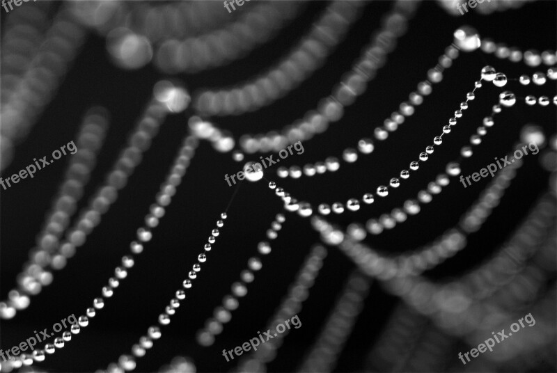 Cobweb Jewels Web Free Photos