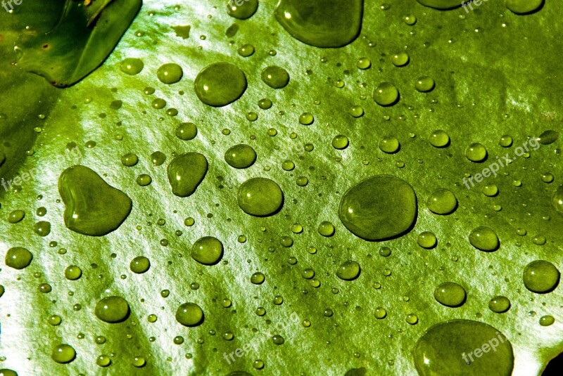 Water Lilly Droplets Pond Free Photos