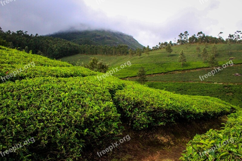 Munnar India Kerala Tea Plantation Tea