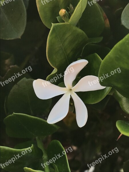 Plumeria White Five Petals Free Photos