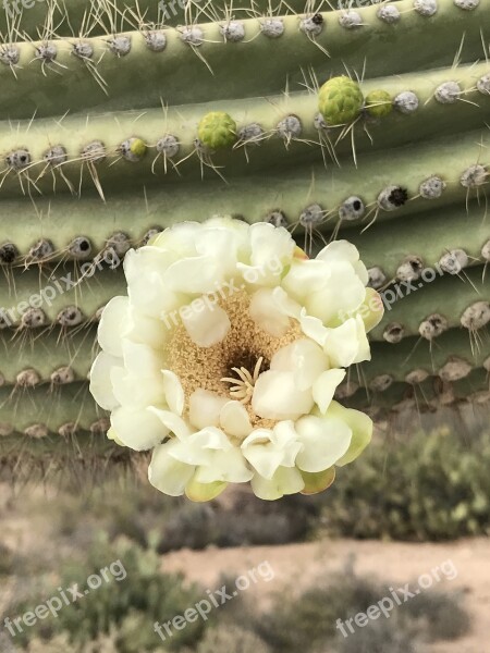 Flower Desert Flower White Desert Naturetags Separated By Comma