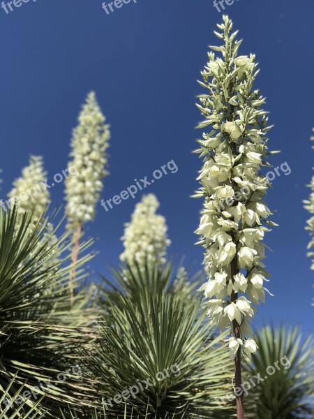 Yucca Succulent Desert Free Photos