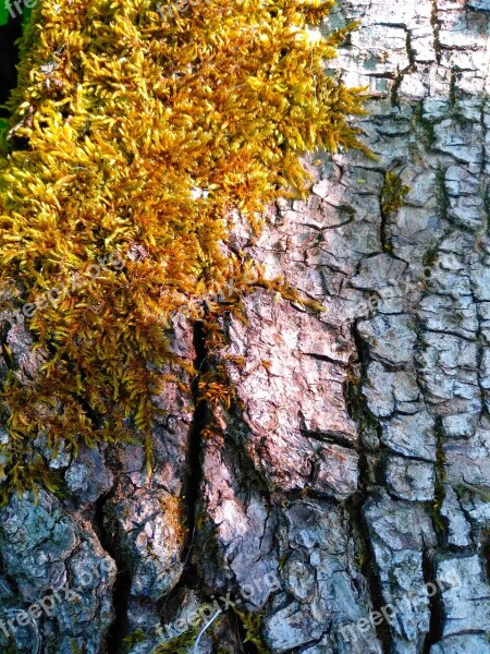 Tree Autumn Leaf Nature Wood