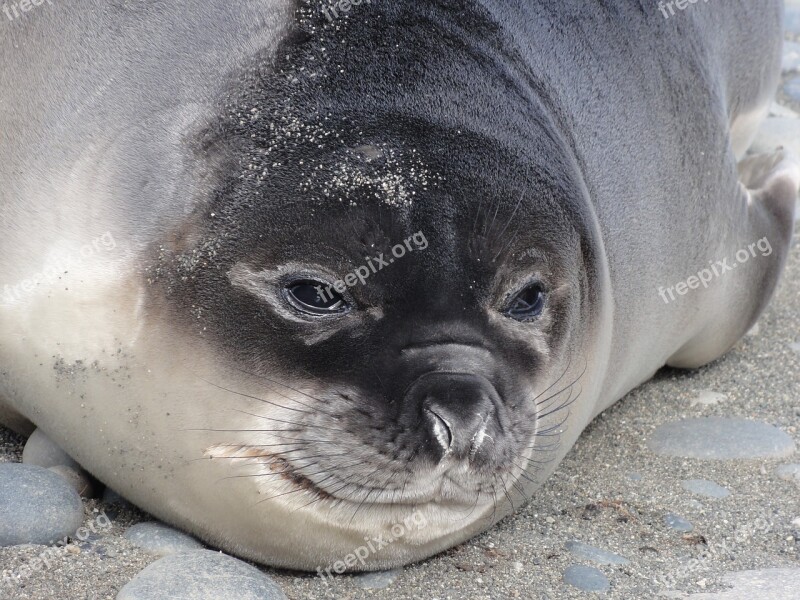 Elephant Seal Subantarctic Weaner Mirounga Animal