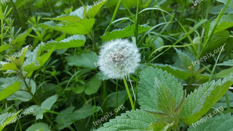 Dandelion Wishes Herbs Brennessel Meadow