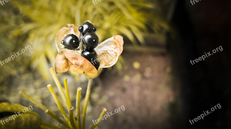 Flower Autumn Leaves Plants Dry Leaf