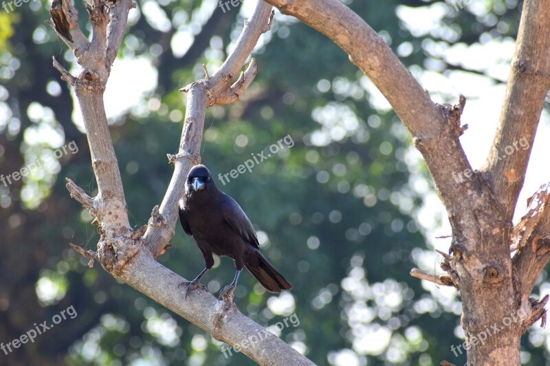 Bird Nature Beak Feather Natural