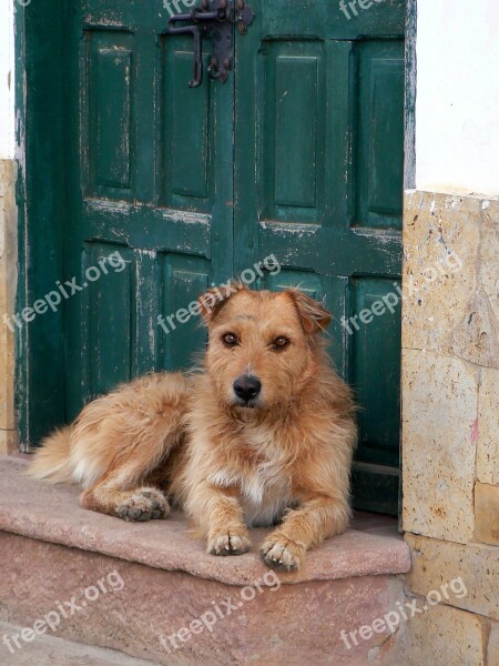 Villa De Leyva Dog Animal Colonial Boyacá