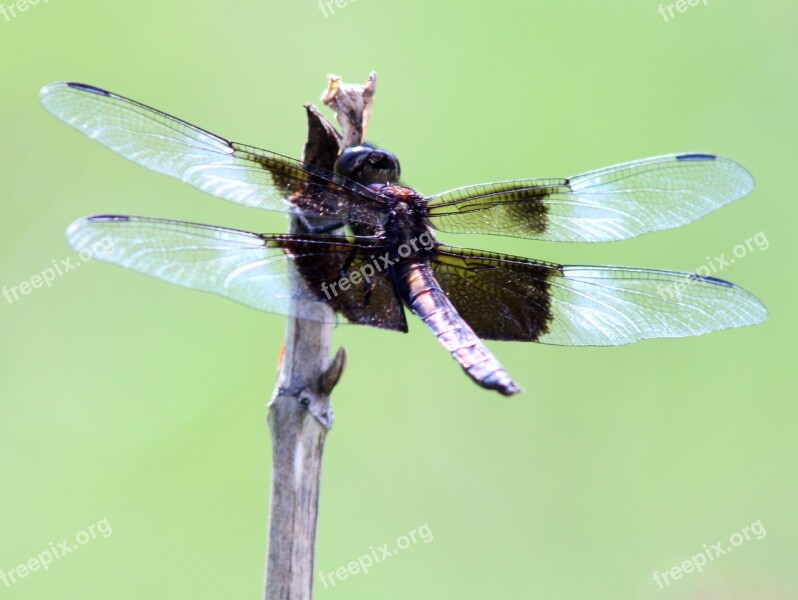 Dragon Fly Dragonfly Wings Insect Bug