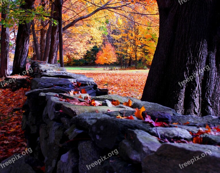 Fall Leaves Country New England Stone Wall Oak Tree