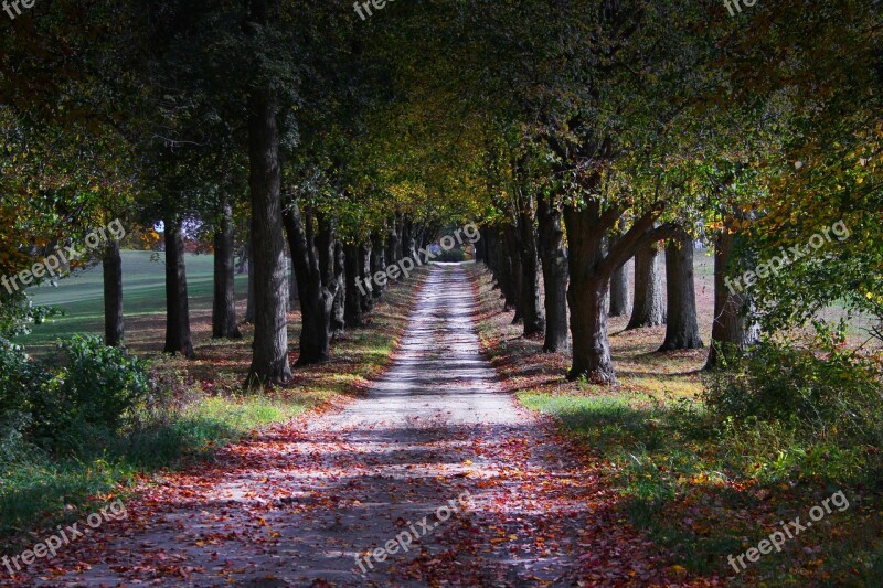 Lonely Country Road Dirt Road Tree Lined Fall Leaves