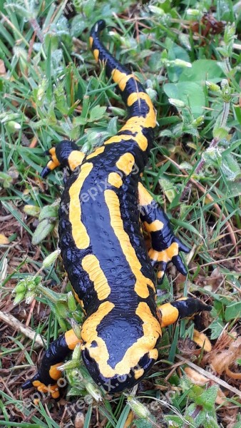 Fire Salamander Salamander Amphibian Amphibians Salamandra Salamandra