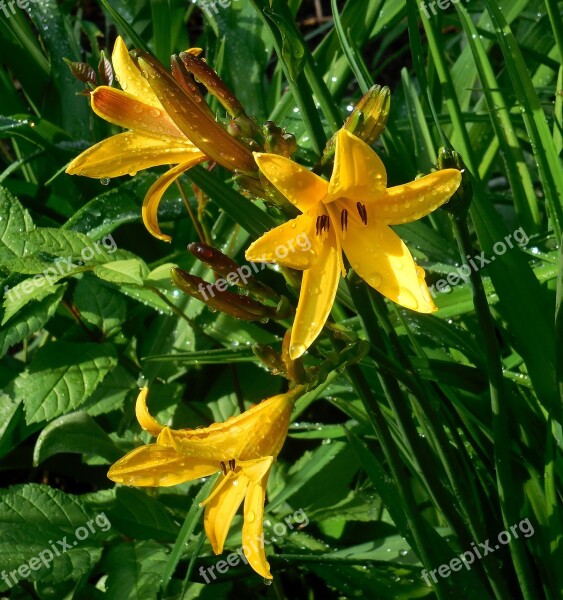 Daylily Hemerocallis Flower Yellow Flowering Free Photos