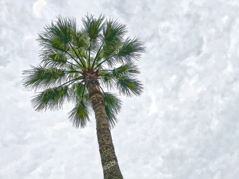 Palm Sky Clouds Beach Cloudiness