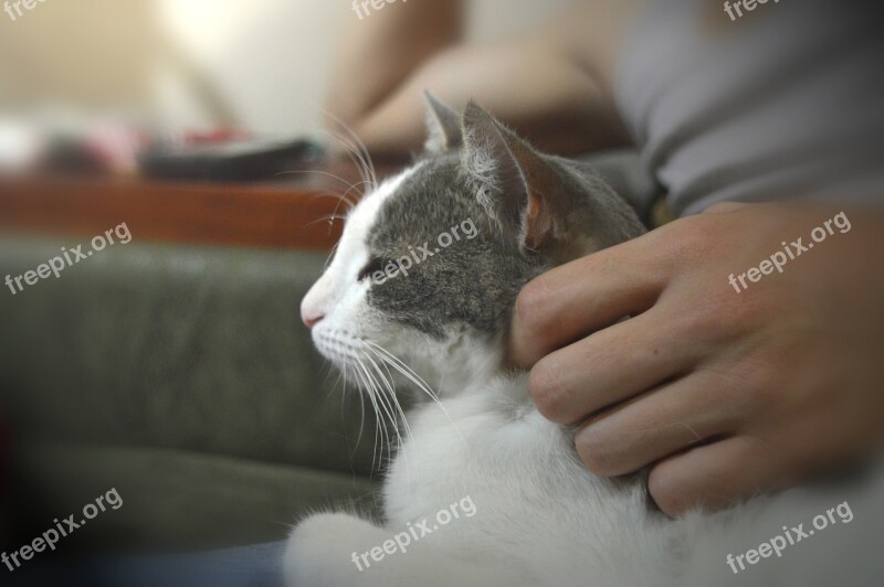 Cat Hand Mustache Free Photos