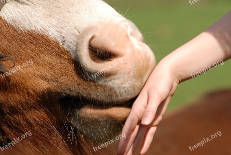 Horse Hand Hand Brown Horse Nostrils