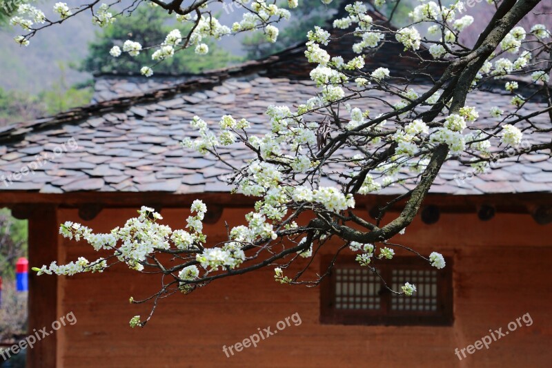 Spring Pear Flower Spring Flowers White Flowers Landscape