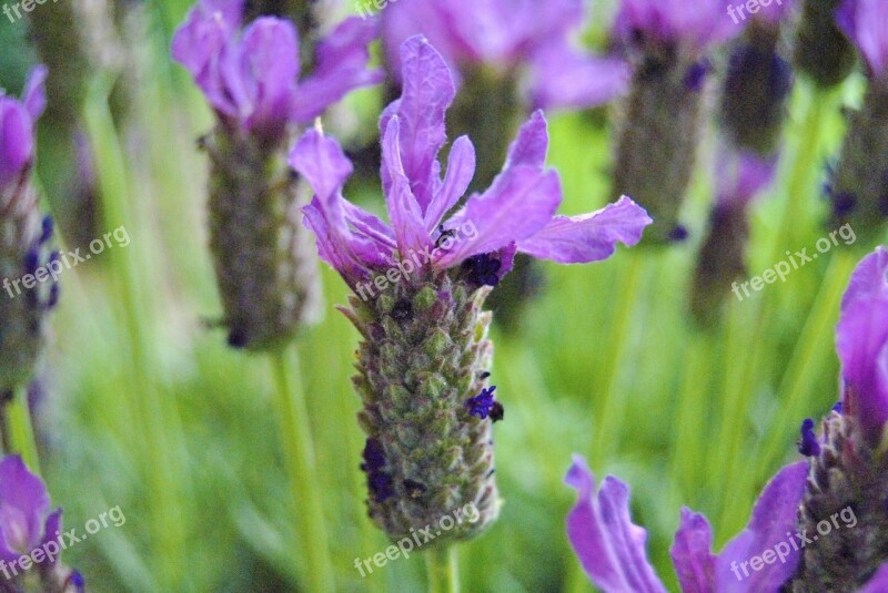 Flower Purple Macro Blossom Bloom