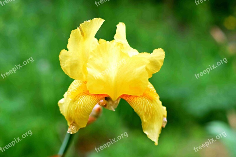 Flower Iris Free Photos