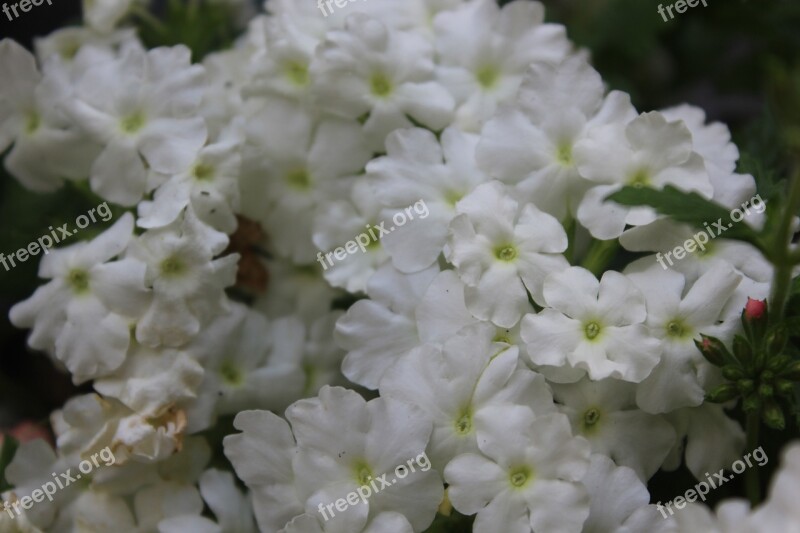 Flower White Flower Close Up Blossom Bloom