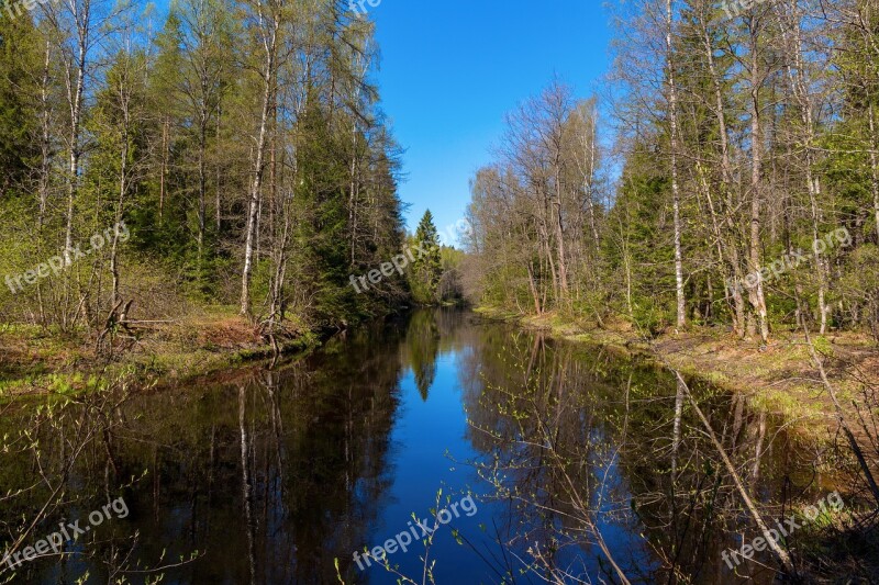 Small River Spring Forest Water Nature