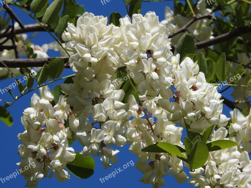 Blooming Acacia Acacia Spring Nature Flowering Tree