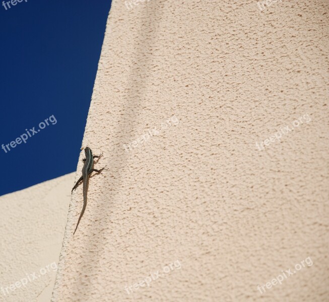 The Lizard Animal Lake Dusia Nature Lizard