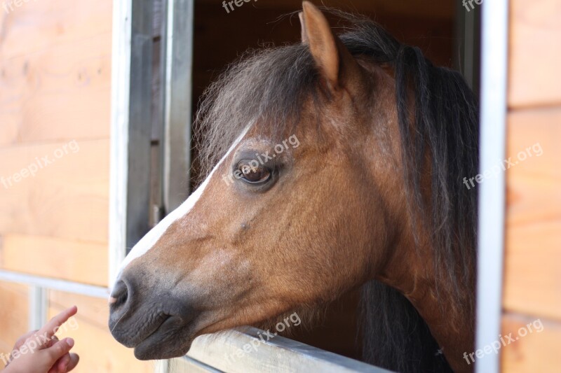 Horse Pony Horseriding Saddle Sport