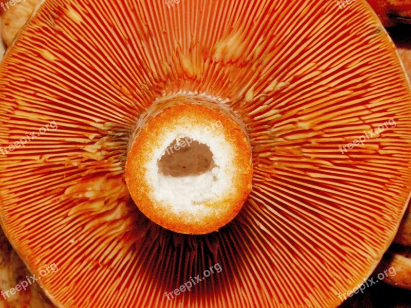 Mushroom Rydz Forest Edible Free Photos