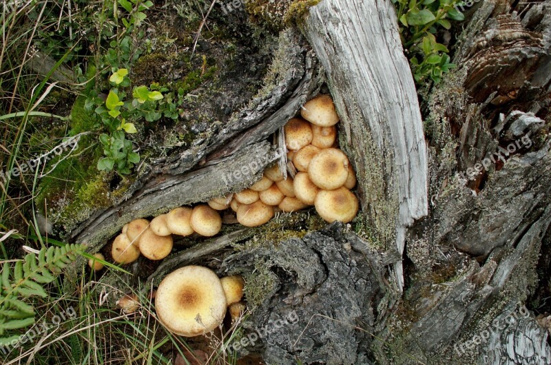 Mushrooms Forest Opieńki Autumn Wild Mushrooms