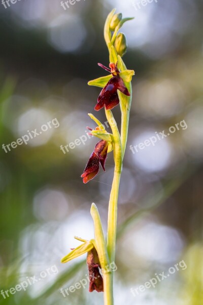 Fly Orchid Wildform Orchid Blossom Bloom