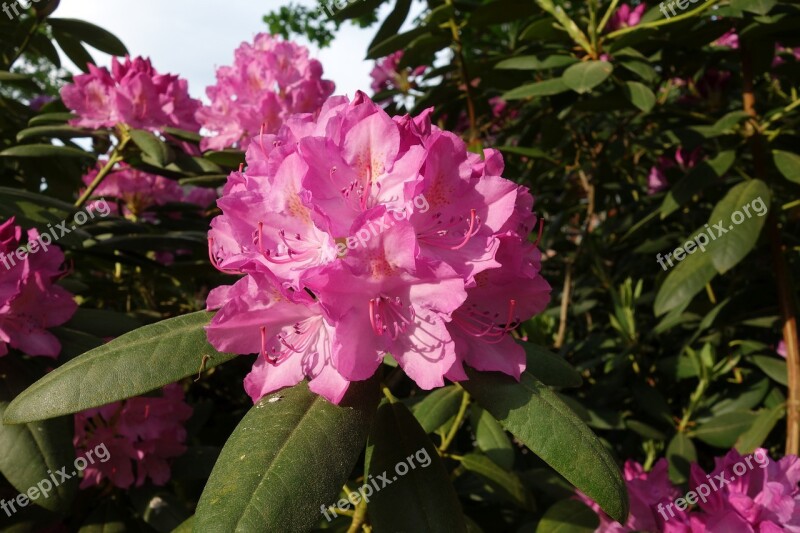 Rhododendrons Flowers Pink Bush Rhododendron Blossoms