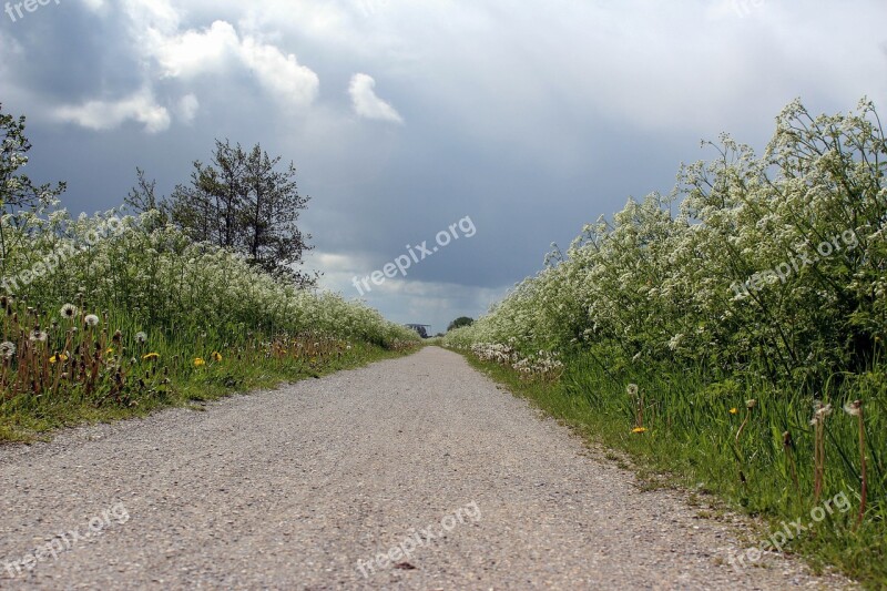 Fryslan Friesland Road Cow Parsley Clouds