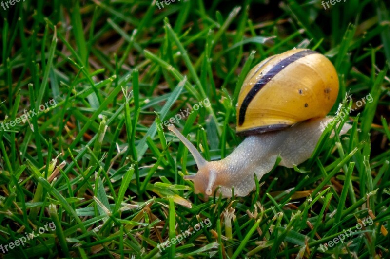 Copse Snail Helicidae Shell Snail Reptile